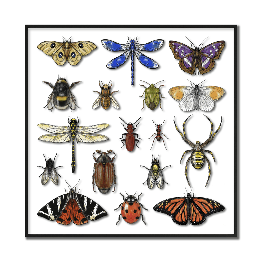 Image of DZIA'S ENTOMOLOGY CABINET