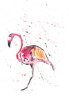 Flamingo Limited Edition Giclee Print