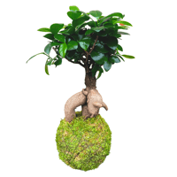 Image 1 of KOKEDAMA FICUS RETUSA BONSAI (XL)