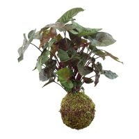 Image 1 of KOKEDAMA SYNGONIUM