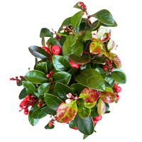 Image 2 of KOKEDAMA GAULTHERIA