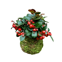 Image 1 of KOKEDAMA GAULTHERIA