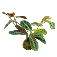 Image 1 of KOKEDAMA MARANTA LEUCONERA