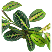 Image 2 of KOKEDAMA MARANTA LEUCONERA