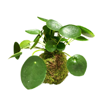 Image 1 of KOKEDAMA PILEA PEPEROMIOIDES (PIANTA DELLE MONETE CINESI)