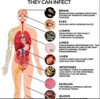 Image 5 of WORLD-WIDE TOP SELLING 14 AND 30 DAY WORM AND PARASITE  ALKALINE WILDCRAFTED CLEANSE TEA OR CAPSULES