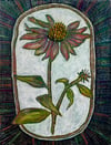 Echinacea 