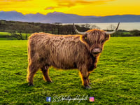 Plan Farm Highland Cow 2