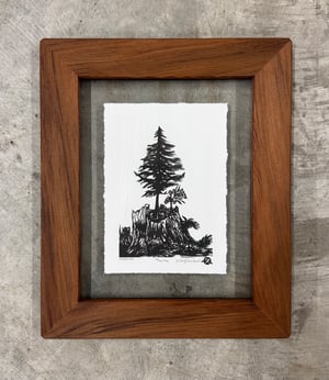 Nurse Log Framed in Salvaged Redwood