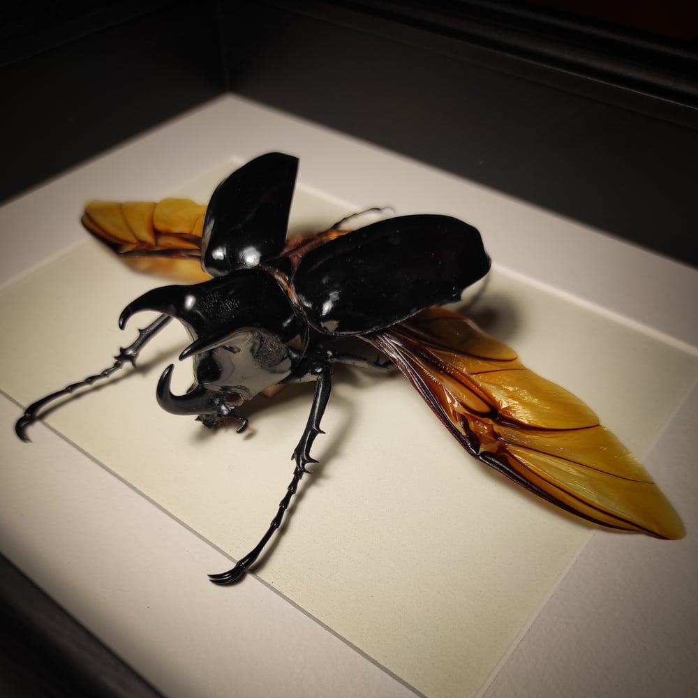 Image of Chalcosoma chiron 