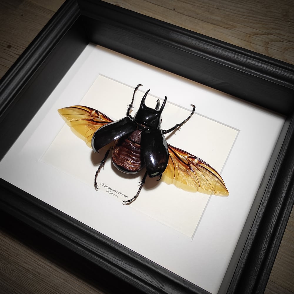 Image of Chalcosoma chiron 