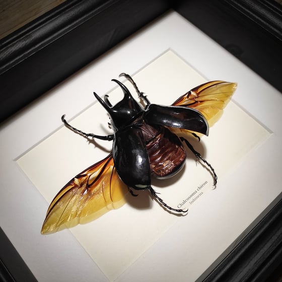 Image of Chalcosoma chiron