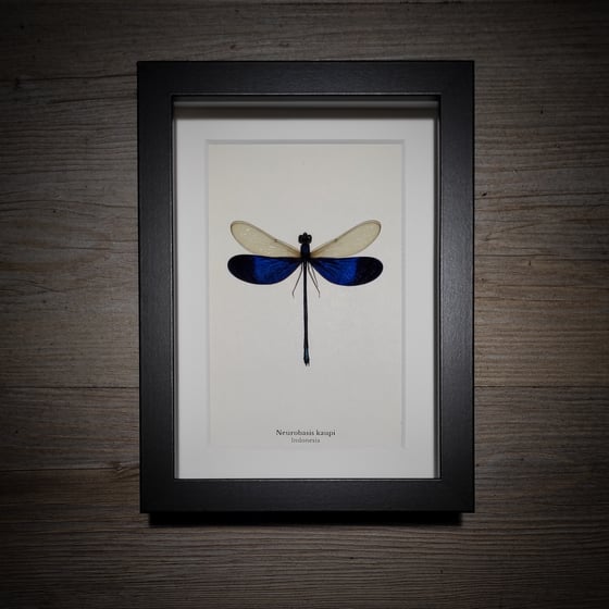 Image of Neurobasis kaupi