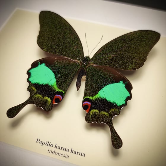 Image of Papilio karna karna