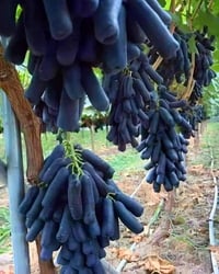 Rare moon drop grapes 3 fresh cuttings
