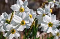 Fragrant narcissus Daffodil 'Pheasant's Eye' 5 bulbs