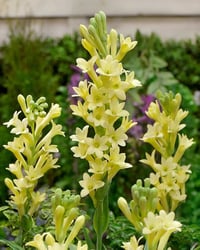 yellow fragrant Polianthes tuberosa, Polyanthus lily  10 small bulbs