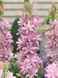 pink fragrant Polianthes tuberosa, Polyanthus lily  10 small bulbs