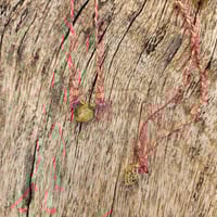 Image 4 of Cats Eye Touch