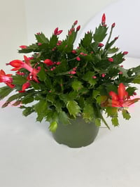 Image 2 of Thanksgiving Cactus
