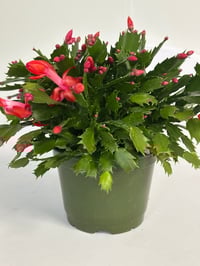 Image 1 of Thanksgiving Cactus