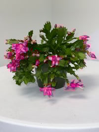 Image 3 of Thanksgiving Cactus