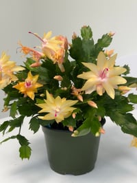 Image 4 of Thanksgiving Cactus