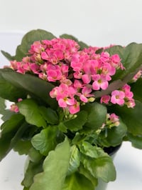 Image 3 of Christmas Kalanchoe