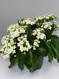 Image 2 of Christmas Kalanchoe