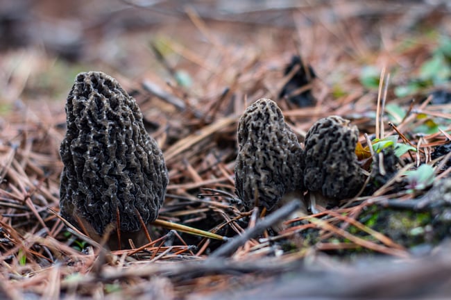 Sel de Morilles de Feu