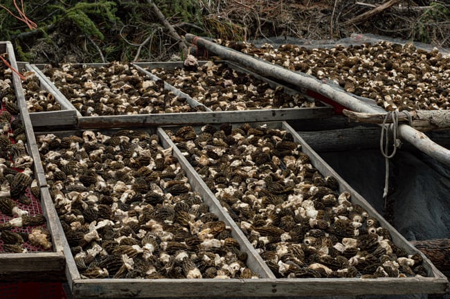 Sel de Morilles de Feu