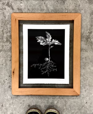 Quercus Framed in Salvage Fir