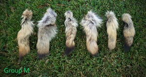 Image of Scrap Coyote Tails