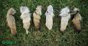 Image of Scrap Coyote Tails