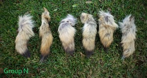 Image of Scrap Coyote Tails