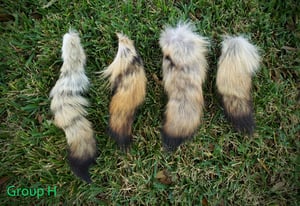 Image of Scrap Coyote Tails