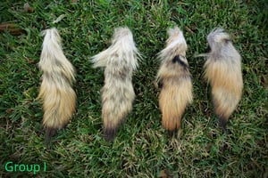 Image of Scrap Coyote Tails