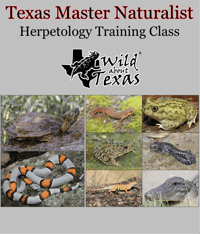 Image 1 of TEXAS MASTER NATURALIST HERPETOLOGY TRAINING