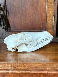 Image 3 of trans-baikal red fox 1