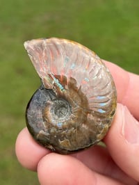 Image 11 of Opalized Ammonite Shell Fossil #2248