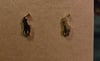 Polo Style Earrings