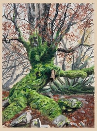 Image 1 of Foggy Forest