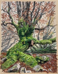 Image 2 of Foggy Forest