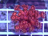Red Goniopora 10 polyps