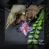 Image 3 of ☽ Helleborus Niger ☾