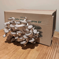 Image 1 of Blue Oyster Mushroom Grow Kit