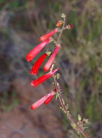 Firecracker Penstemon: Penstemon eatonii