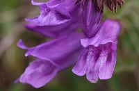 Image 1 of Cardwell's Penstemon: Penstemon cardwellii