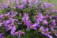 Image 2 of Cardwell's Penstemon: Penstemon cardwellii