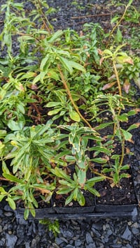 Image 3 of Cardwell's Penstemon: Penstemon cardwellii